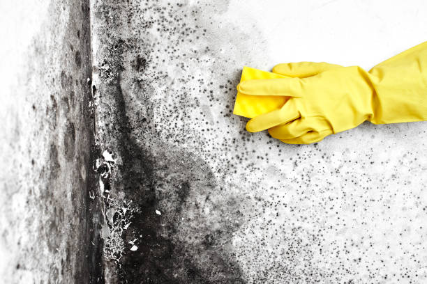 Best Residential Mold Remediation in Dunnellon, FL
