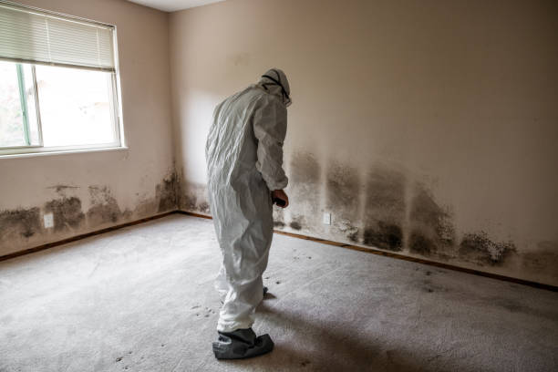 Best Mold Remediation for Specific Building Types in Dunnellon, FL