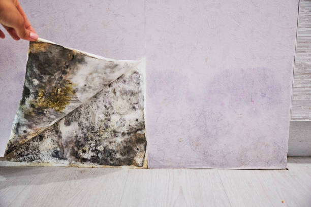 Best Basement Mold Remediation in Dunnellon, FL